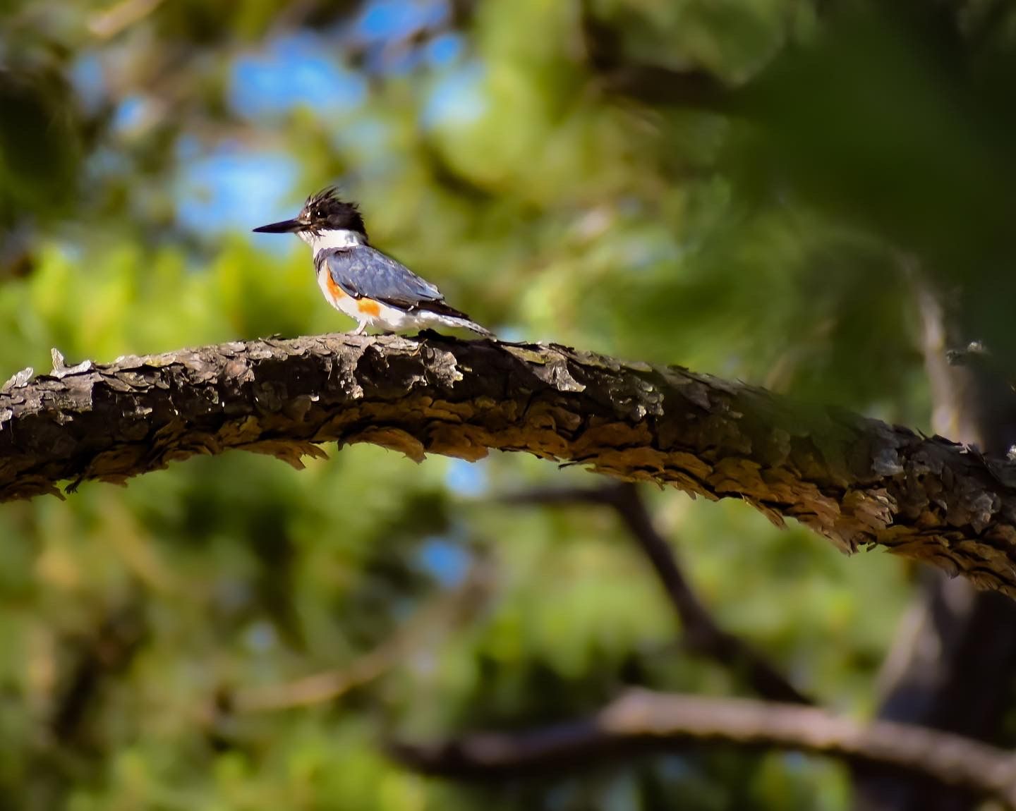 A belted kingfisher perched on a curved tree branch surrounded by lush green foliage in natural habitat.