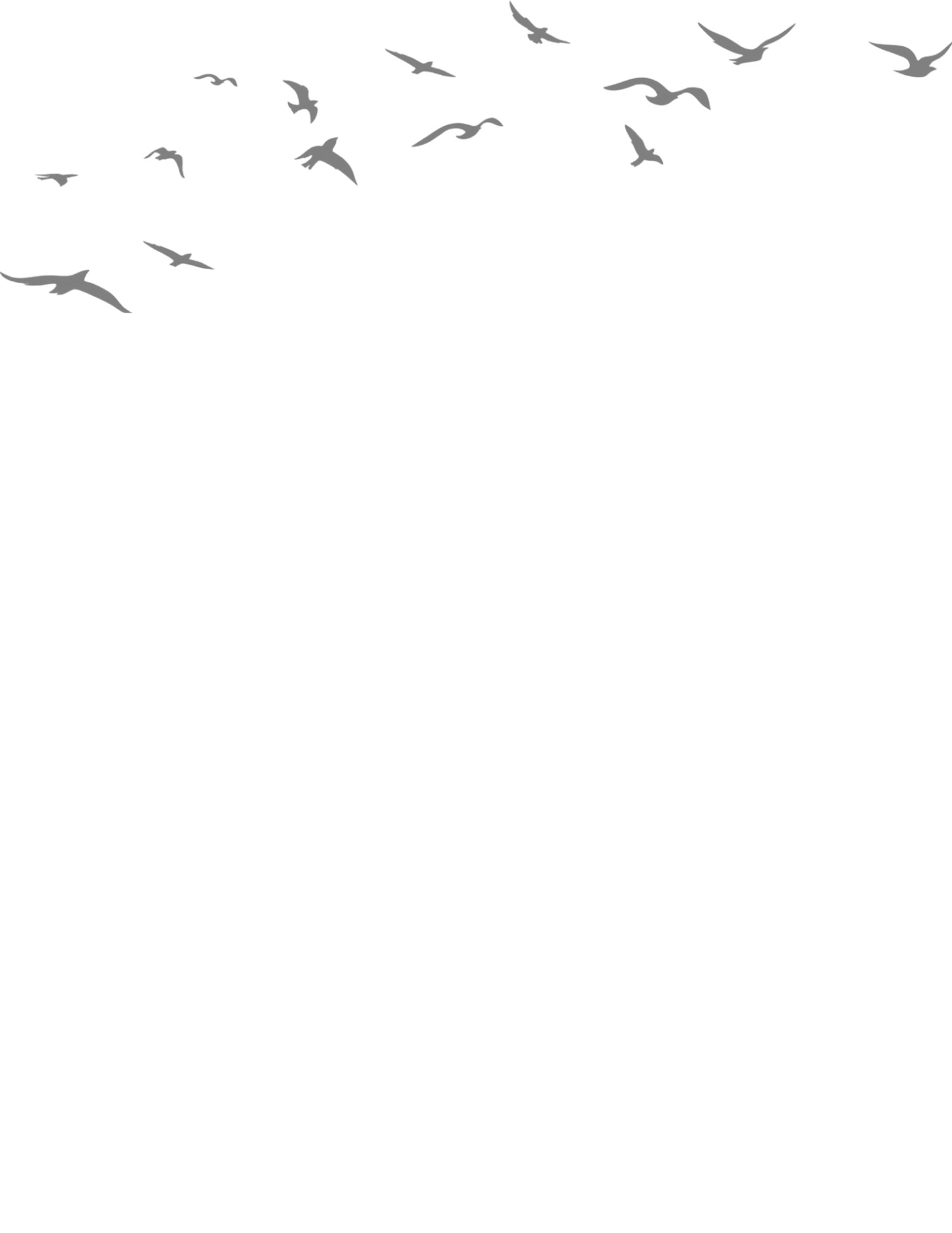 A flock of gray birds flying in formation against a white background.