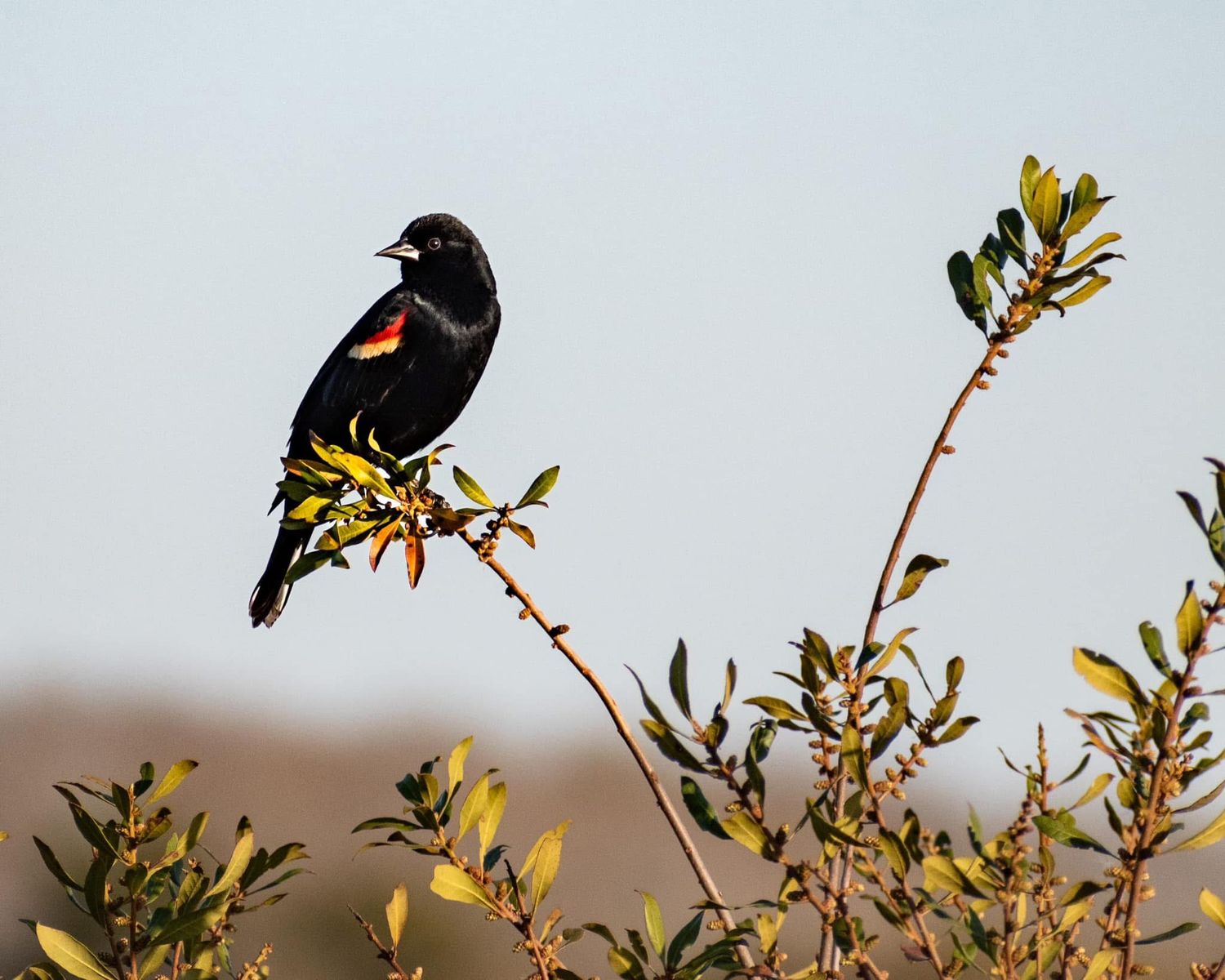 A male Red-winged Blackbird with vivid red shoulder patches perches on a slender branch against a clear sky.