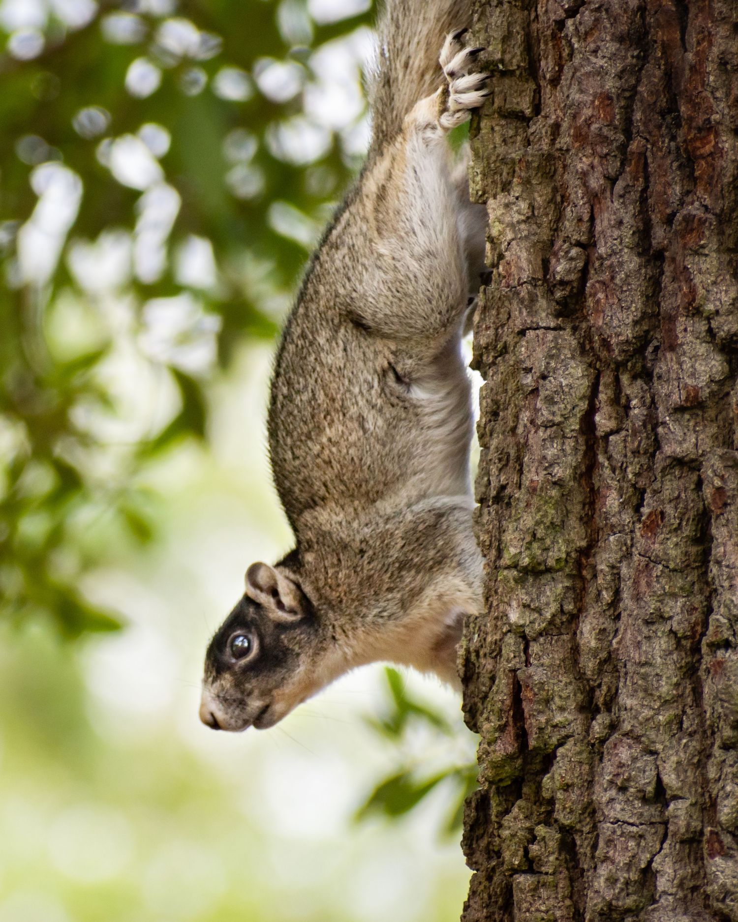 A gray squirrel climbing headfirst down a textured tree trunk in a sunlit forest.