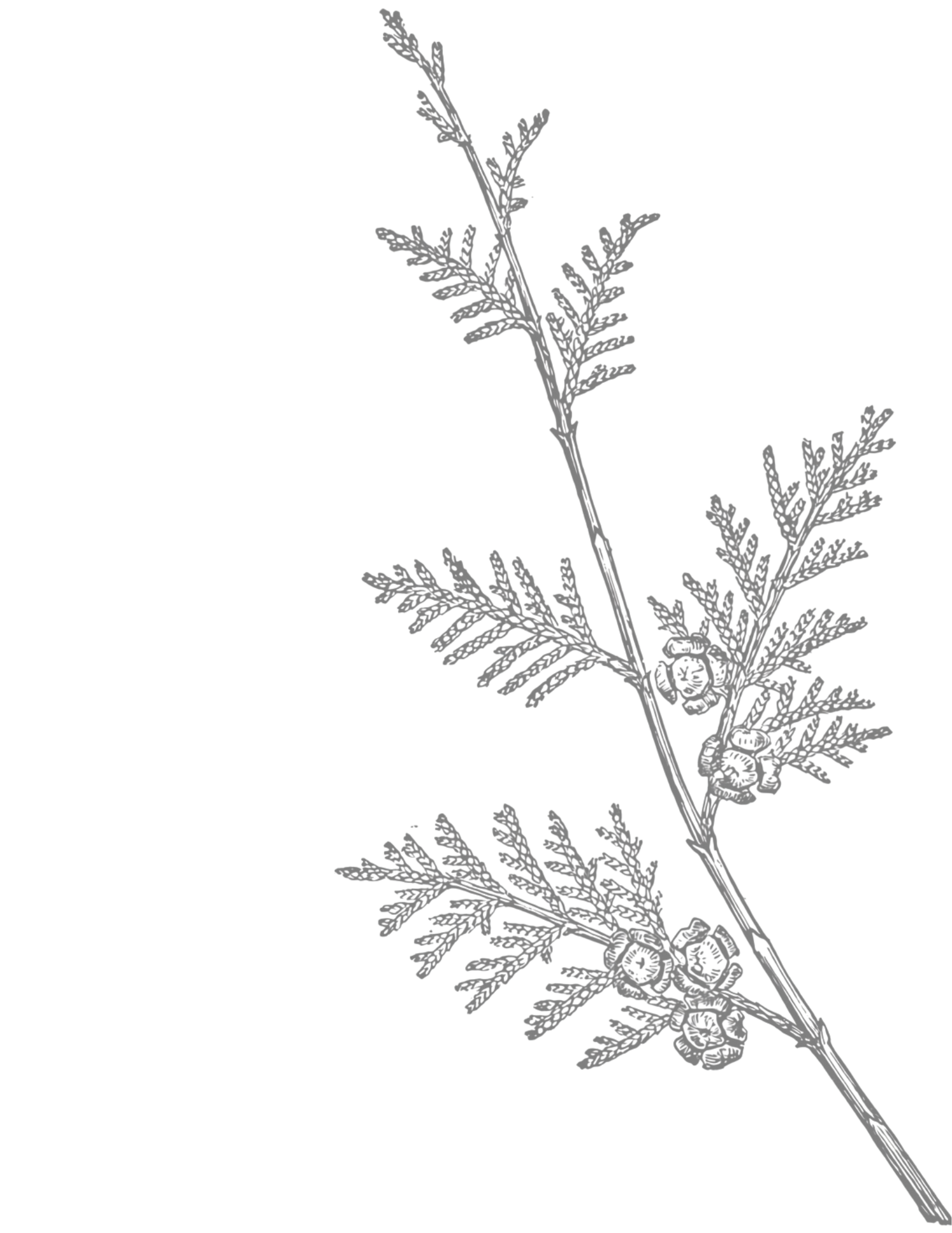 Detailed botanical illustration of a cedar branch with feathery foliage and small round cones in grayscale.