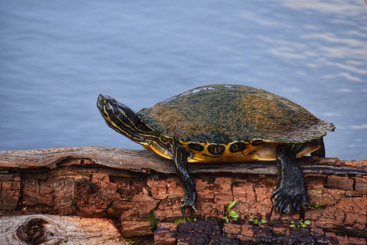 A yellow-bellied slider turtle basking on a mossy log beside calm blue water.