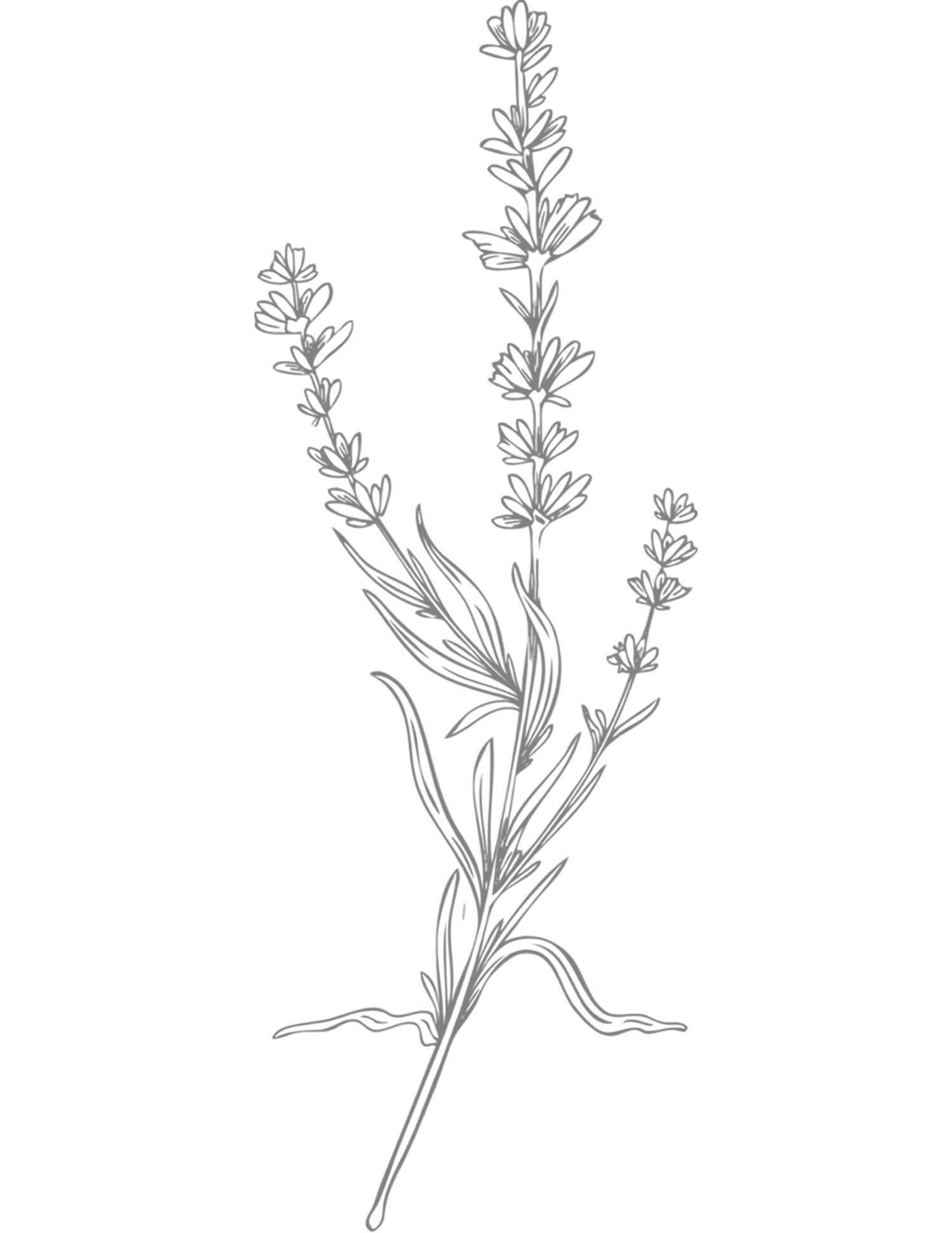 Detailed line drawing of lavender plant with delicate flowers and stems in minimalist black and white botanical illustration style.