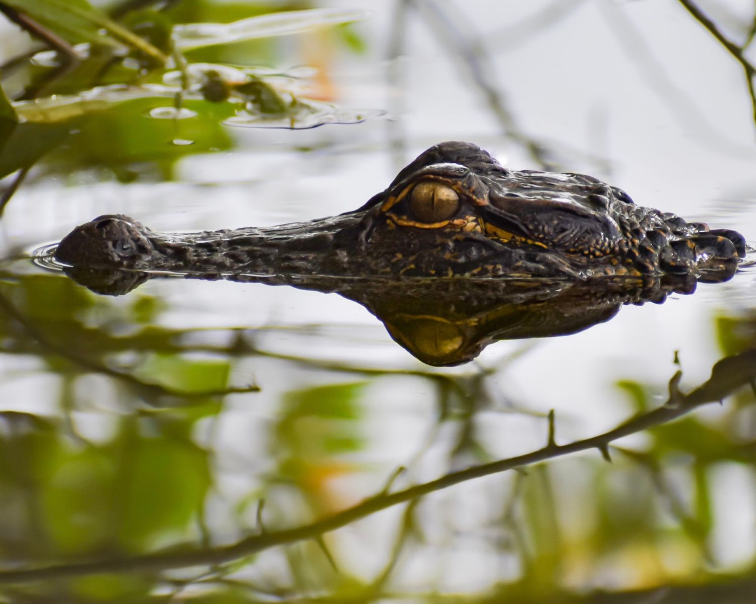 American alligator gliding through water, partially hidden by green branches, with striking golden eye visible.