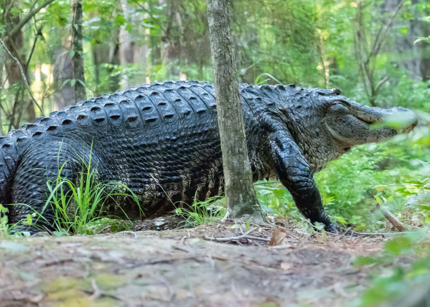 A large American alligator walking through a wooded forest area near a tree trunk.