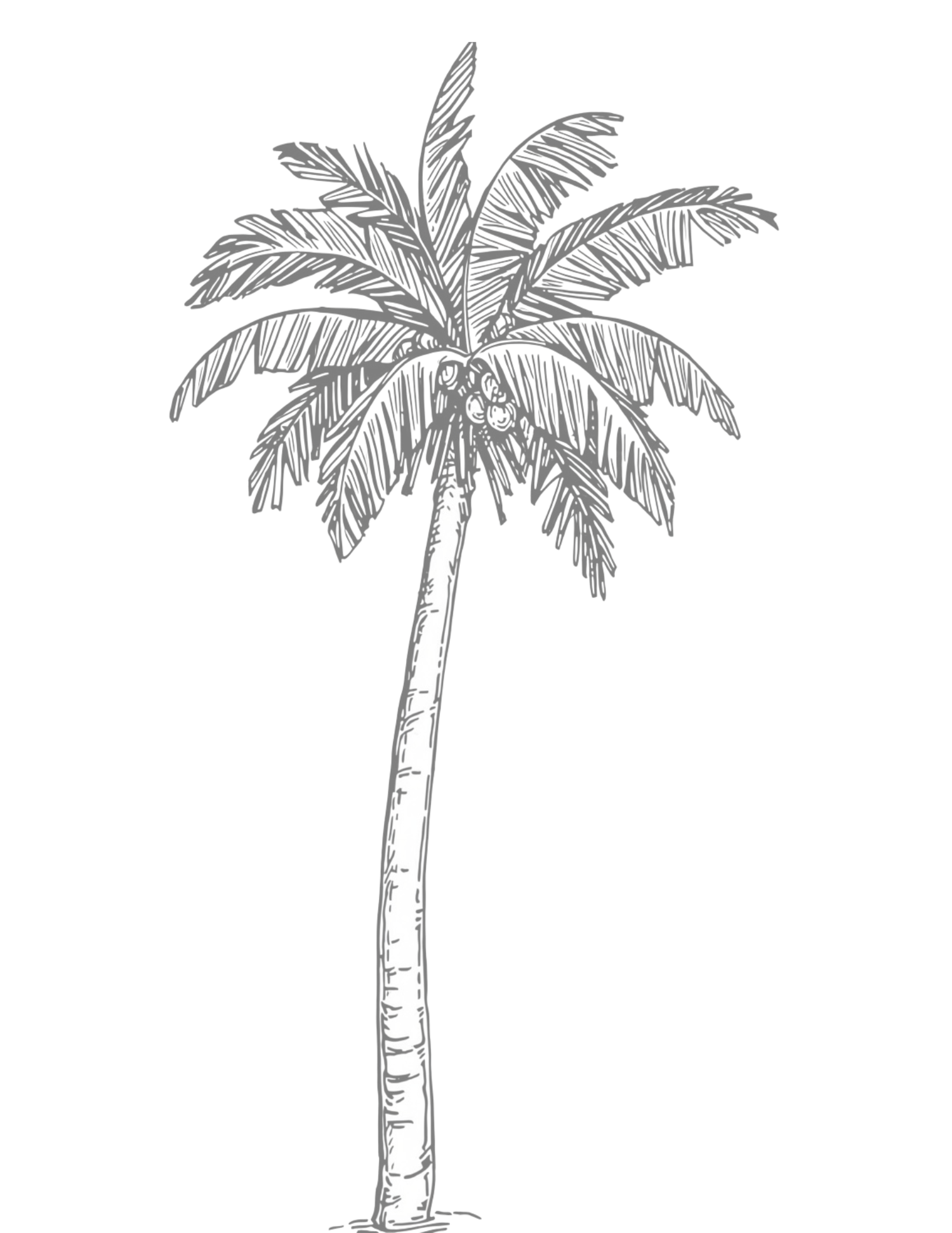 Detailed pencil sketch of a tall coconut palm tree with large fronds and coconuts, isolated on white background.