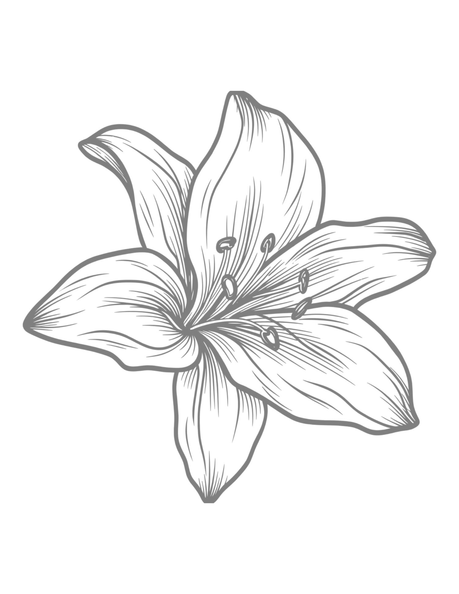 Detailed pencil sketch of a blooming lily flower with elegant petals and stamens on white background.