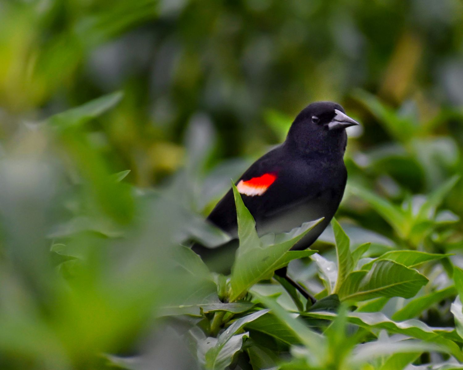 A striking black and red Scarlet-and-black Tanager bird perches among vibrant green tropical leaves.