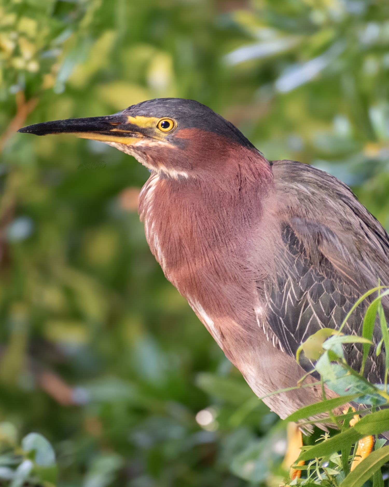 A green heron with reddish-brown plumage and yellow eye perched among lush green leaves.