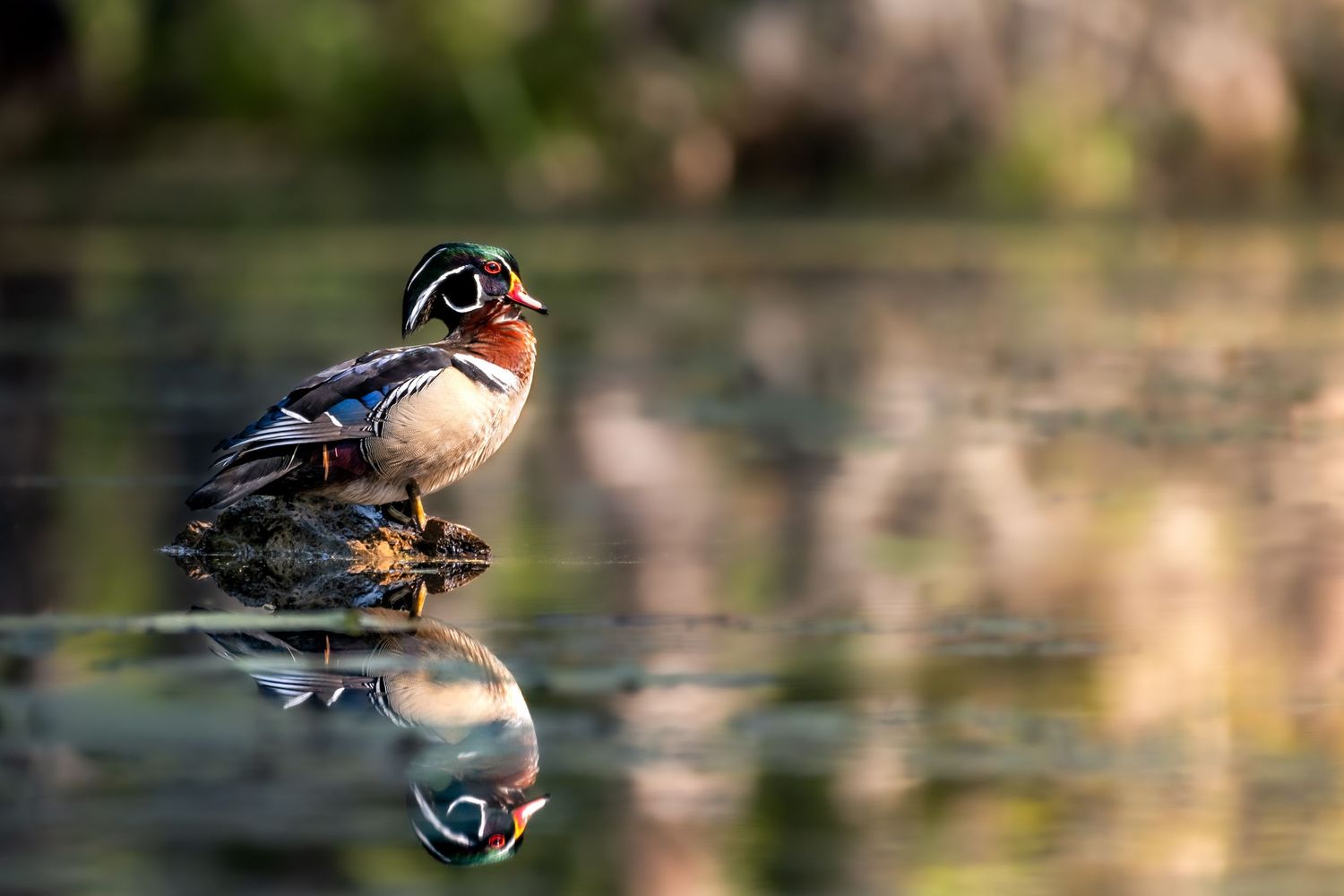 Cypress Gardens. Colorful wood duck standing on rock reflected in calm water with bokeh background.