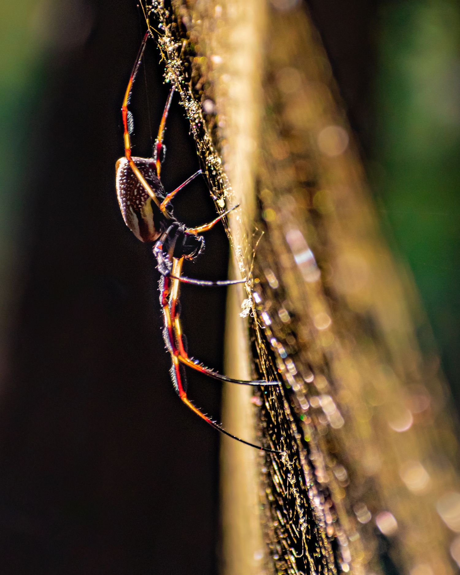 A colorful red and black spider clinging to a golden plant stem in macro close-up.