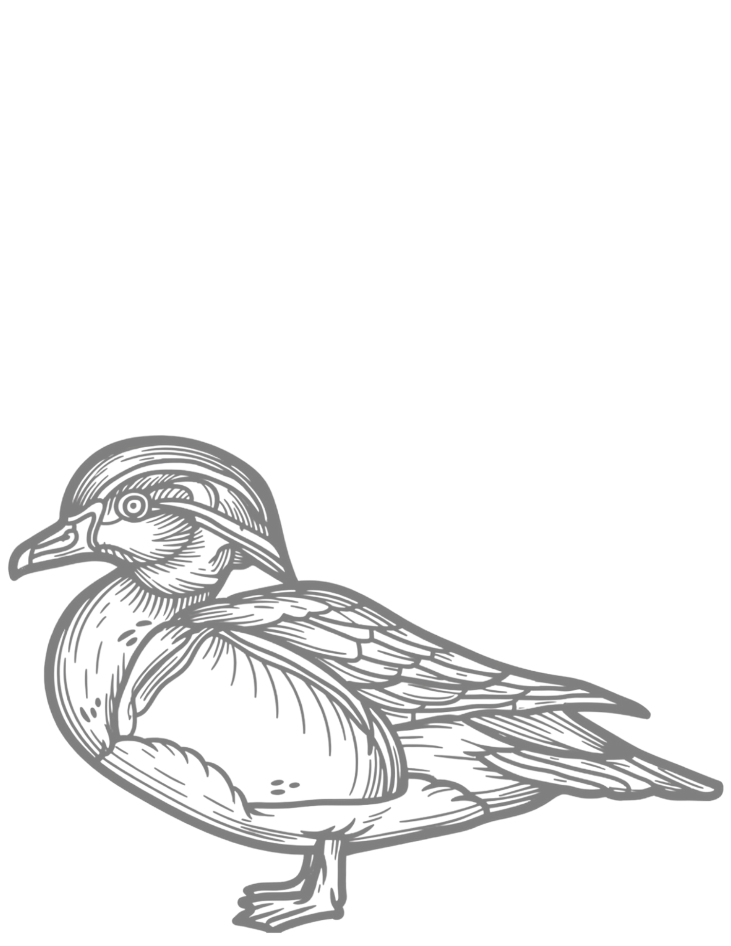 Detailed pencil sketch illustration of a wood duck in profile view, showcasing intricate feather patterns.