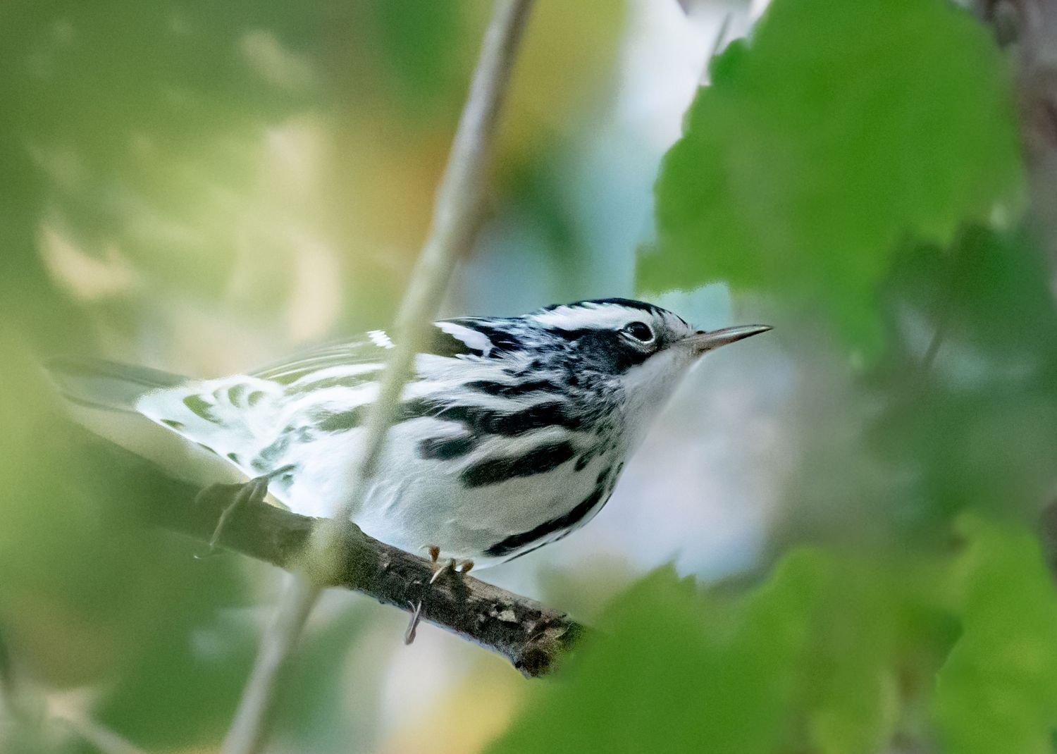 Black-and-white warbler perched on a branch amid green leaves, showing distinctive striped plumage pattern.
