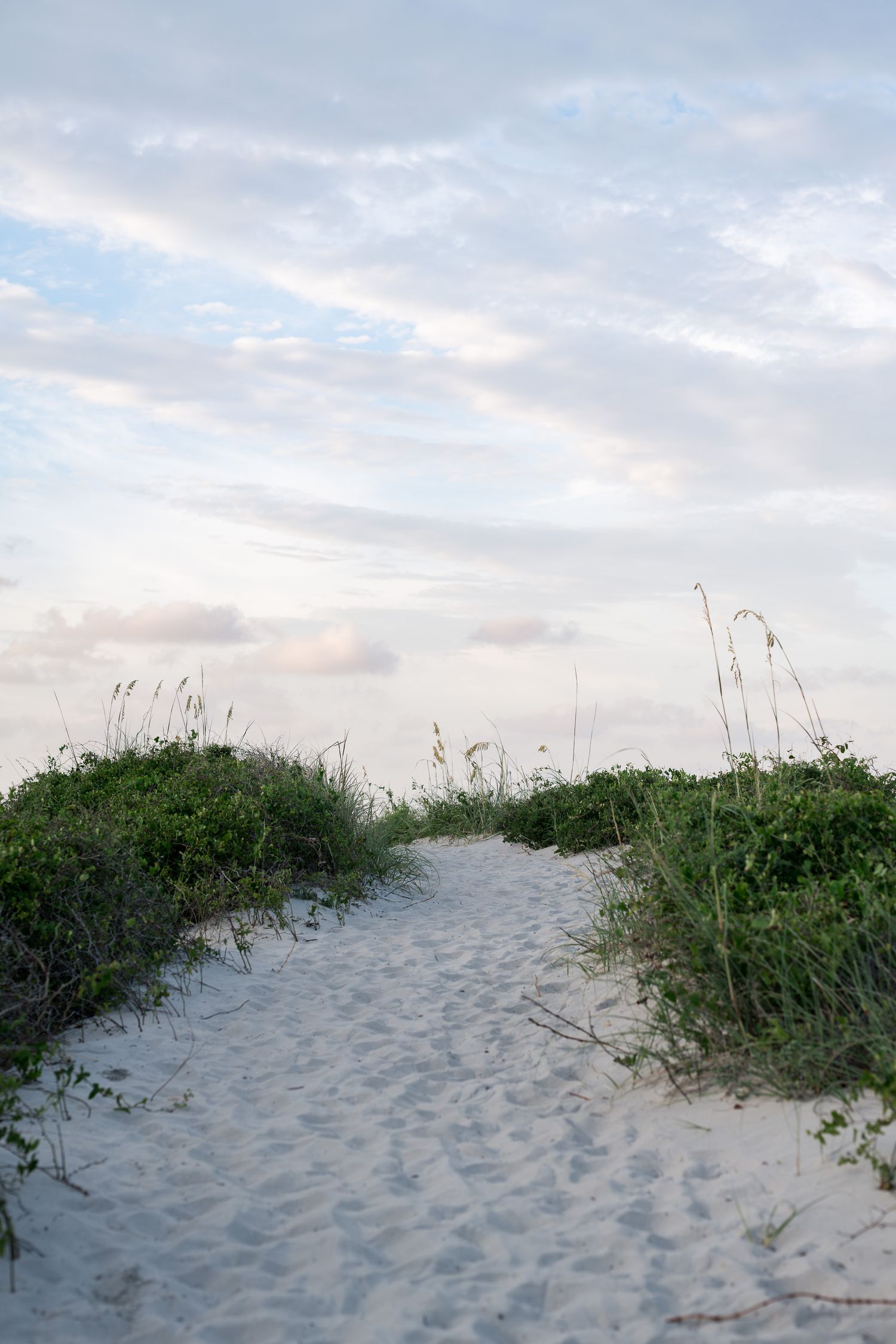 Sandy beach path lined with green sea oats and coastal shrubs leading to the shore under a soft pastel cloudy sky.