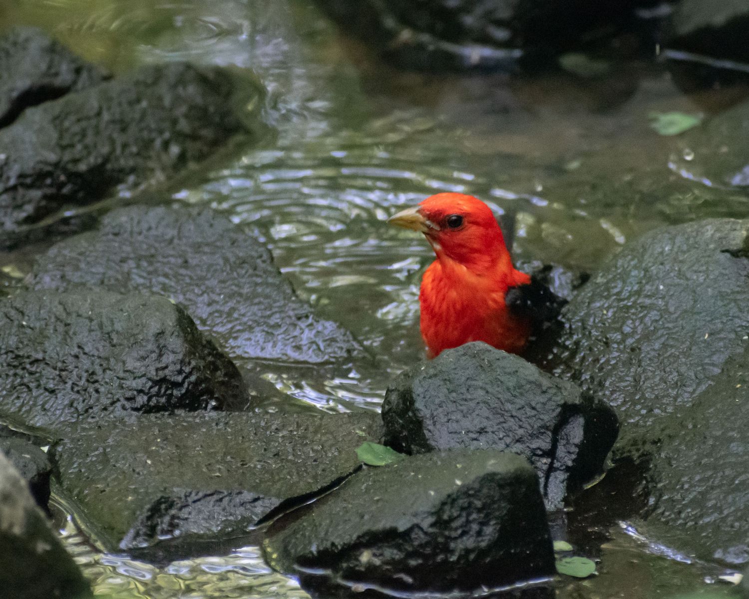 A vibrant red scarlet tanager bird bathing among dark wet rocks in a natural water setting.