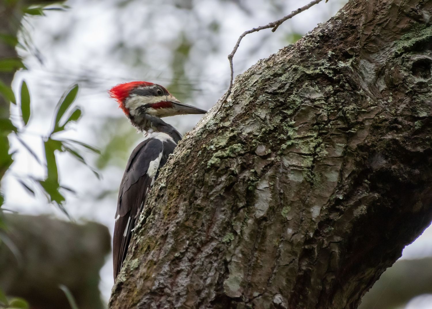 A Pileated Woodpecker with a bold red crest clings to a moss-covered tree trunk in a forest setting.