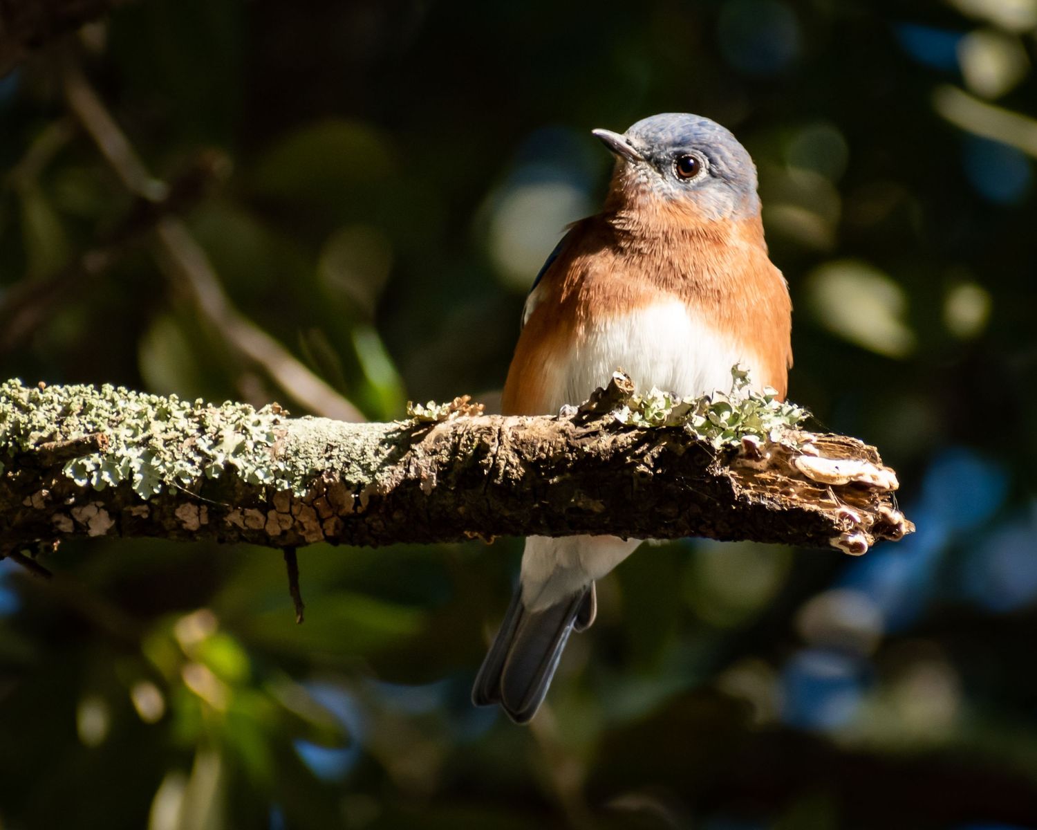 A small Eastern Bluebird perched on a moss-covered branch surrounded by dark green foliage.