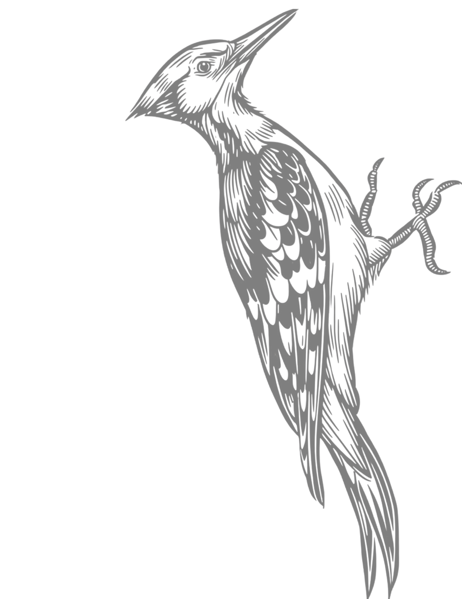Detailed grayscale illustration of a woodpecker perched on a branch, featuring intricate feather line art.