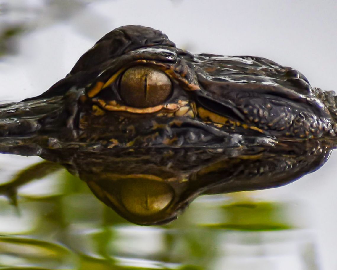 Close-up macro shot of alligator eye and head partially submerged in murky water.