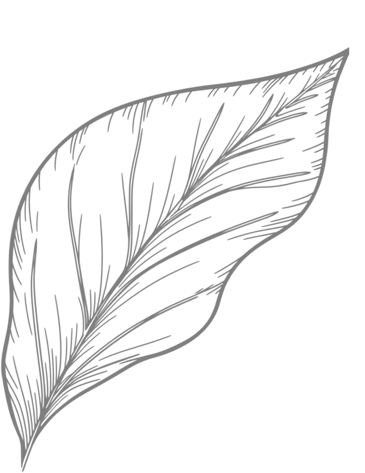 Detailed pencil sketch of a single leaf with intricate vein patterns and fine line texture on white background.