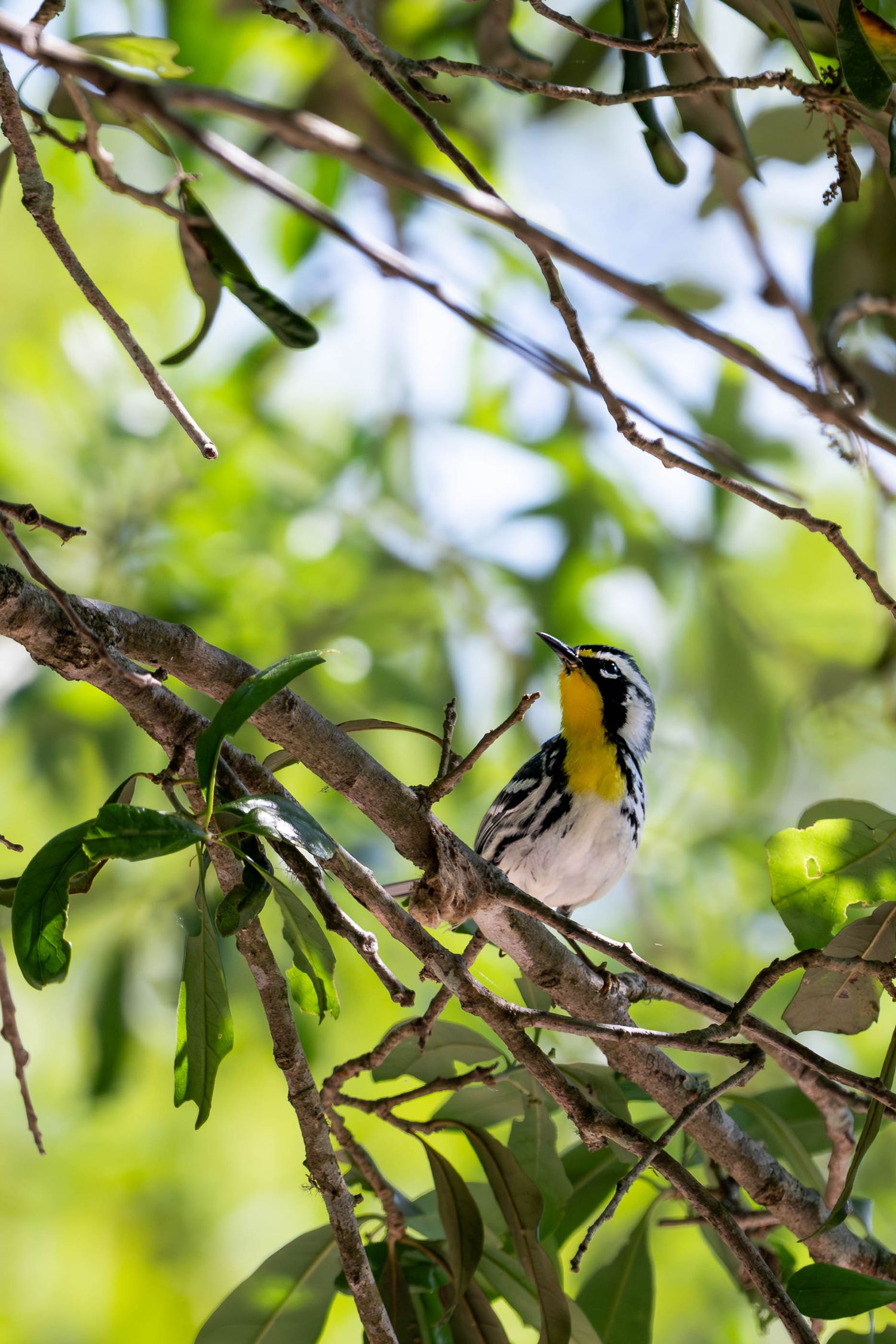 A yellow-throated warbler with black and white markings perched on a tree branch in green foliage.