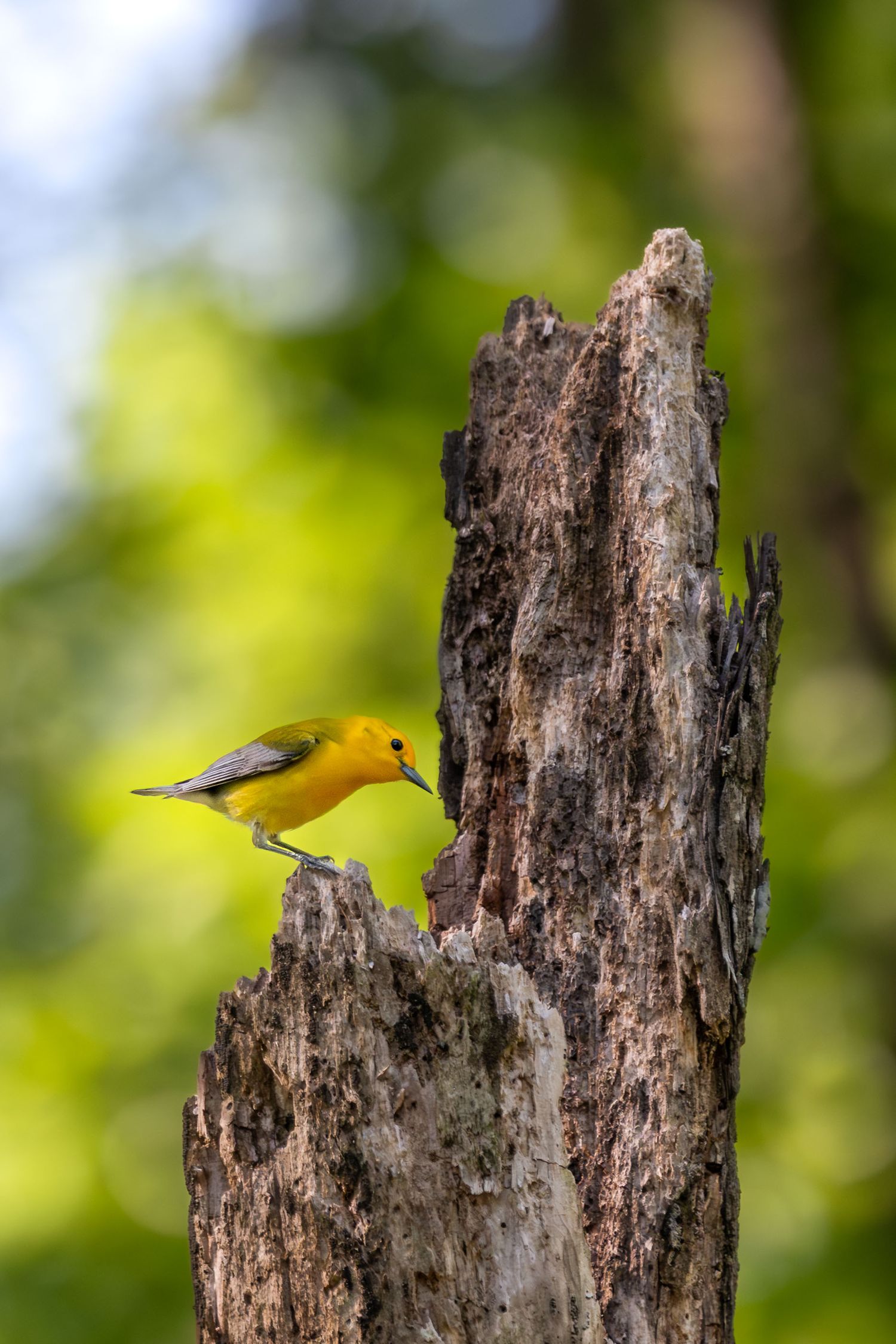 A bright yellow prothonotary warbler perched on a weathered tree stump in a lush green forest.
