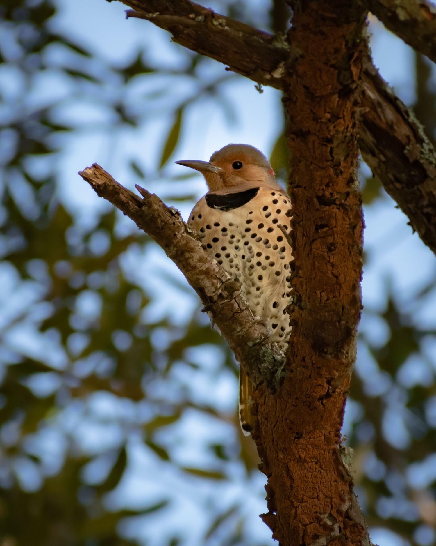 A Northern Flicker woodpecker with spotted plumage perches on a rustic tree branch surrounded by green leaves.