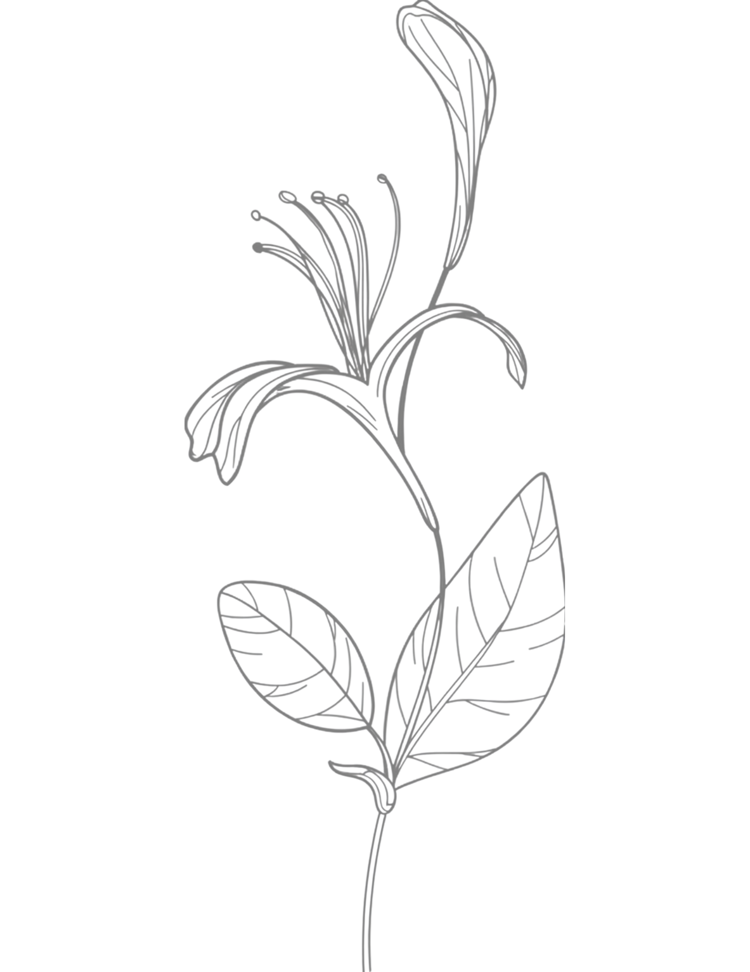 Detailed line drawing of a flowering plant with elegant blooms, stamens, and veined leaves on a single stem.