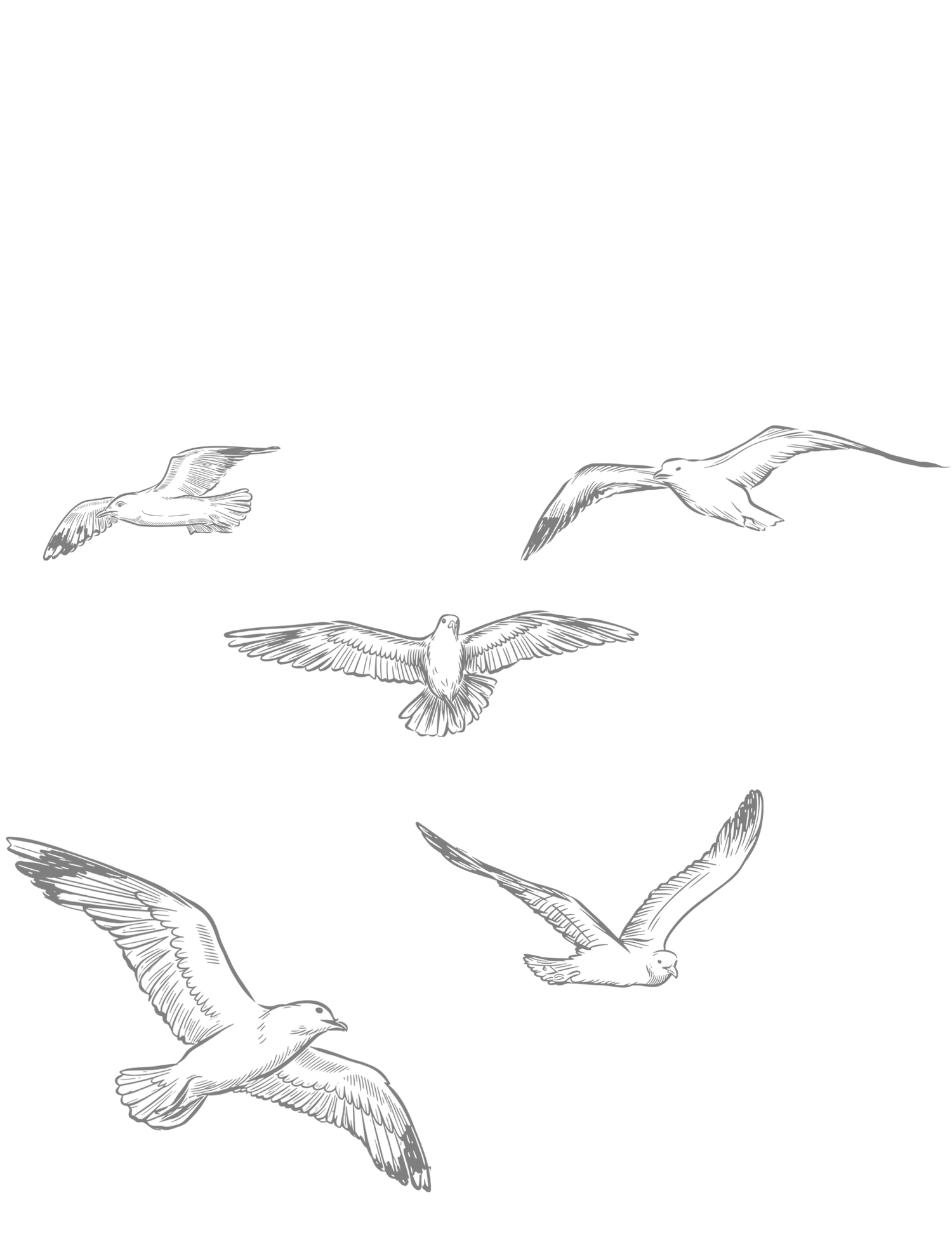 Pencil sketch illustration of five seagulls in flight, soaring with wings spread wide against a white background.
