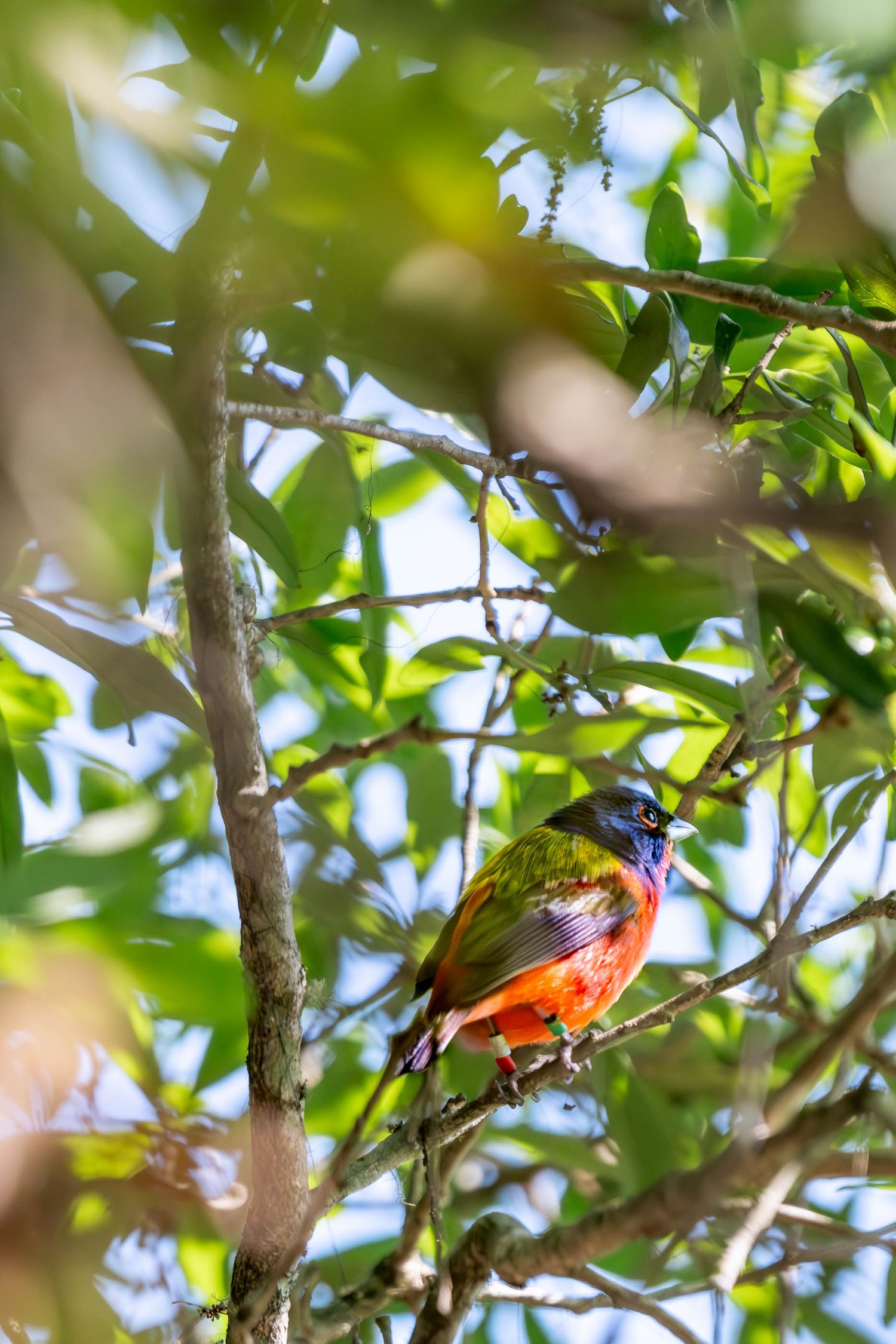 A brilliantly colored Painted Bunting bird with red, green, and blue plumage perches among lush green tree branches.