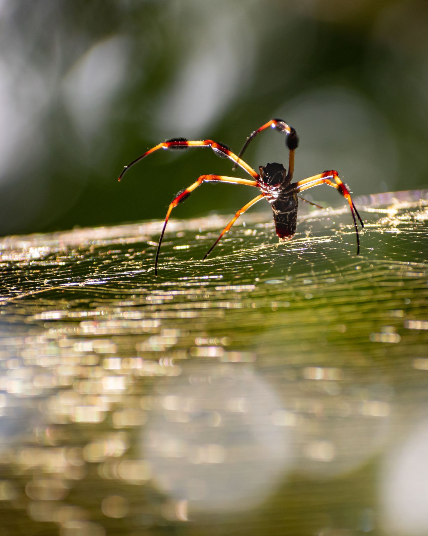 A colorful orb-weaver spider with orange and black markings resting on its dewy web outdoors.