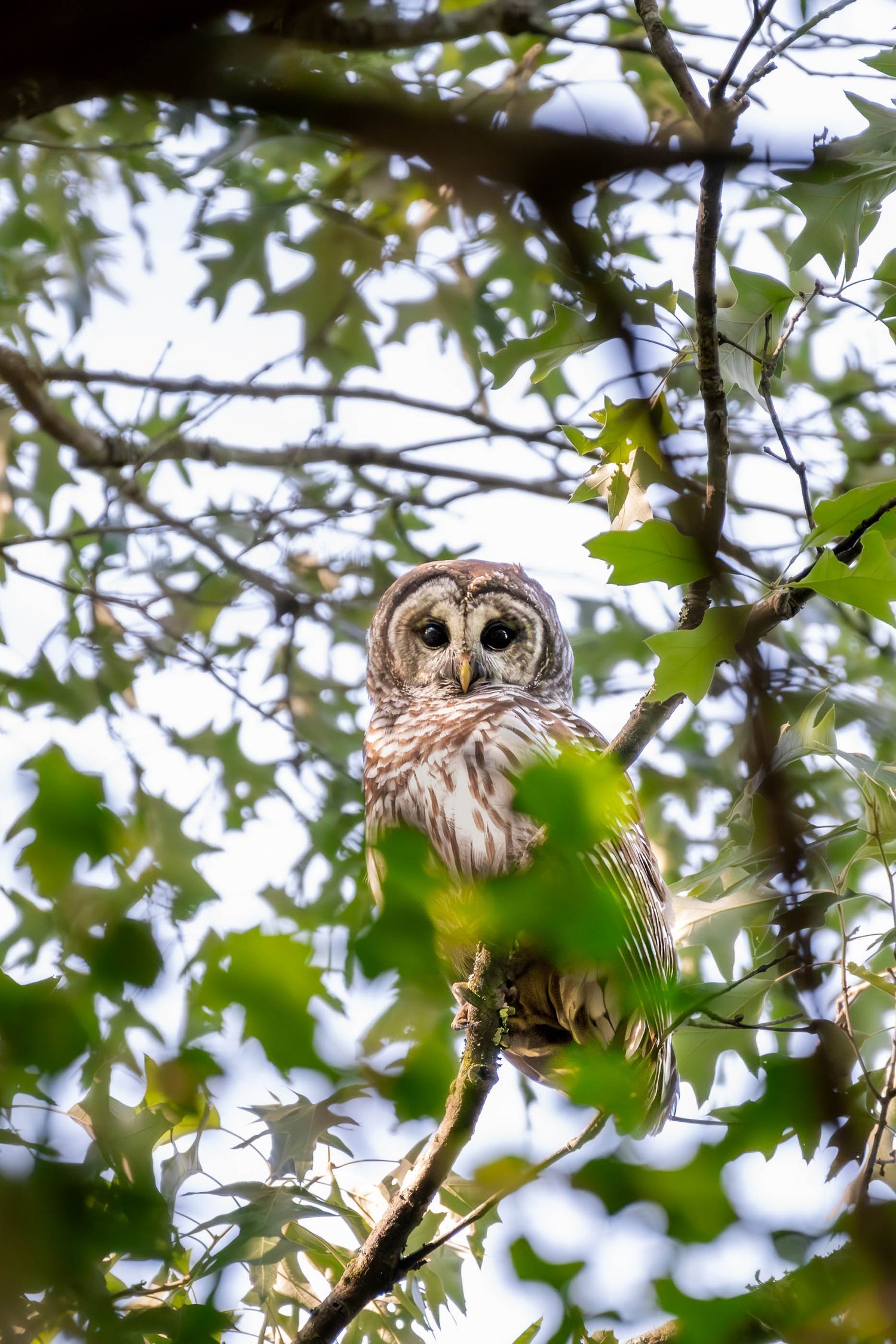 Barred owl perched on a tree branch surrounded by green leaves, staring forward in a forest canopy.
