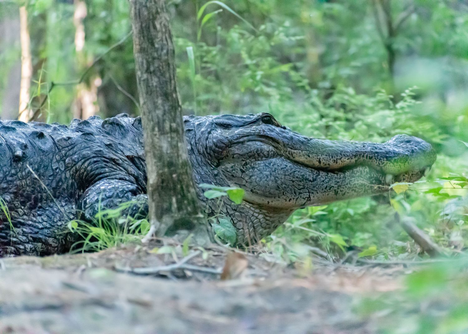A large alligator rests on the forest floor beside a tree trunk surrounded by lush green vegetation.