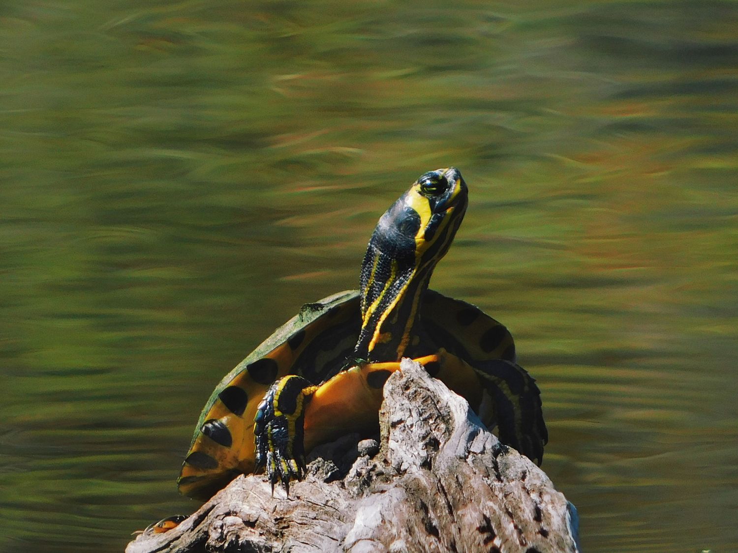 A painted turtle with yellow and black markings perched on a rock with green water behind it.