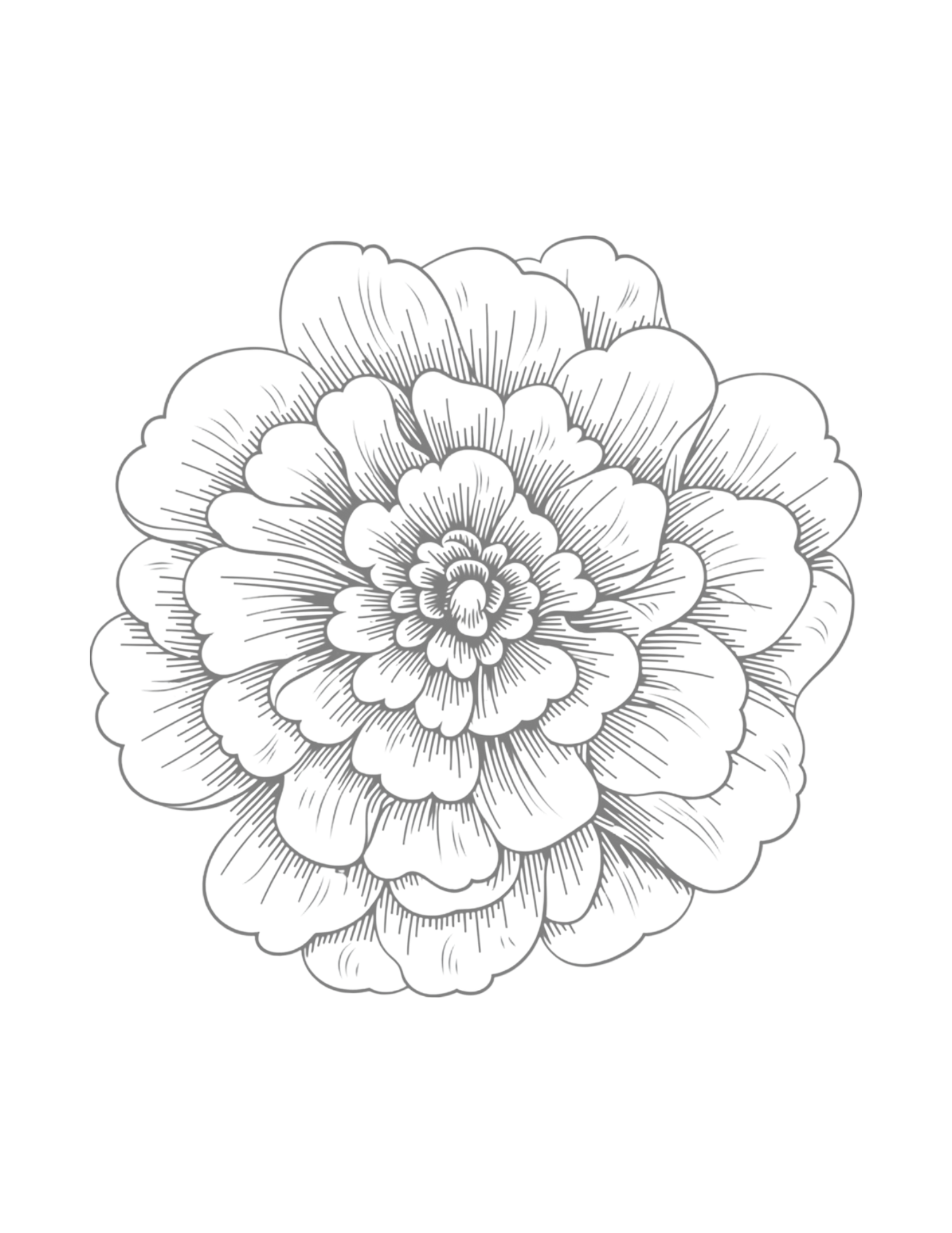 Detailed black and white line art of a blooming peony flower, perfect for coloring pages or botanical illustrations.