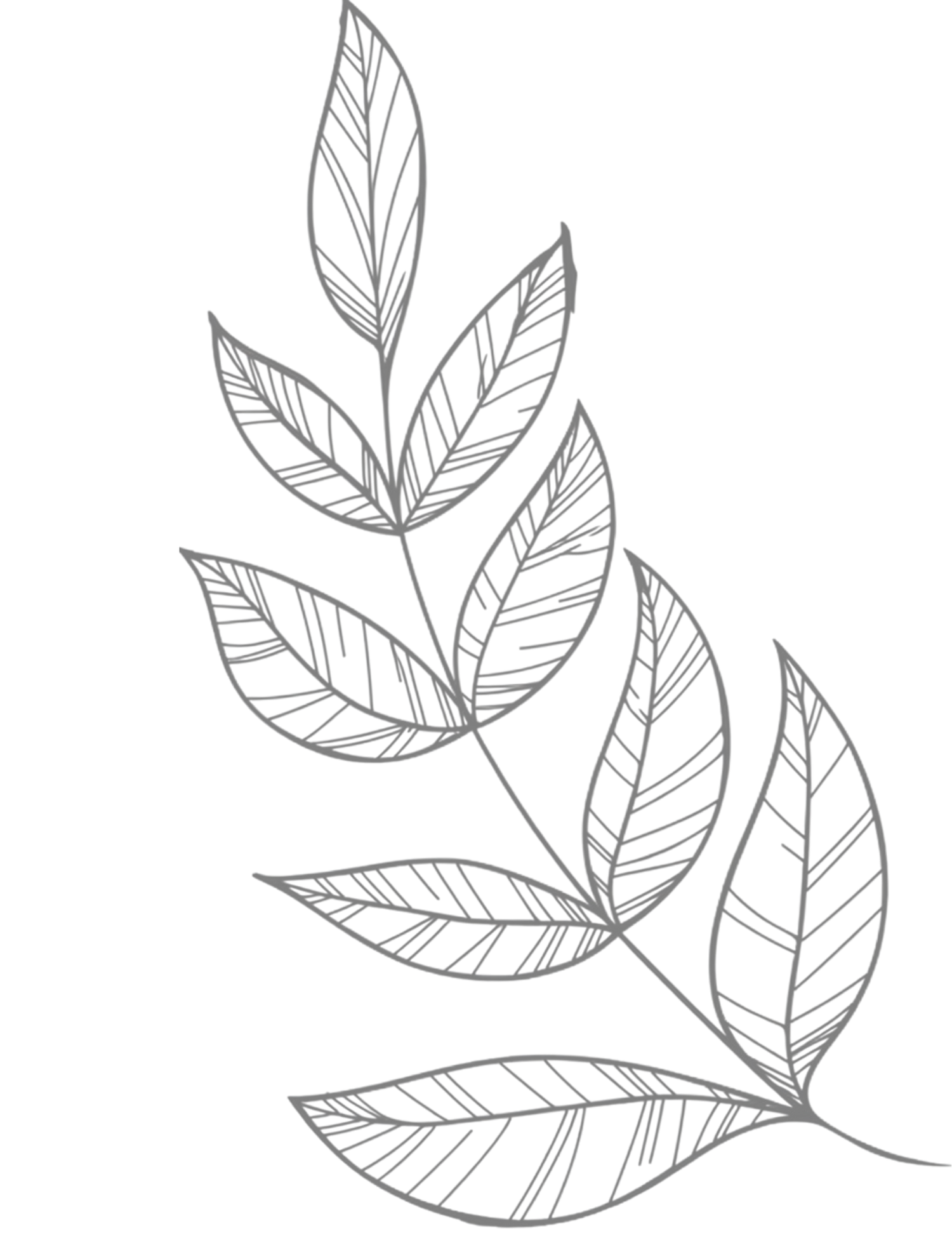 Detailed hand-drawn botanical illustration of a leafy branch with veined leaves in gray sketch style on white background.