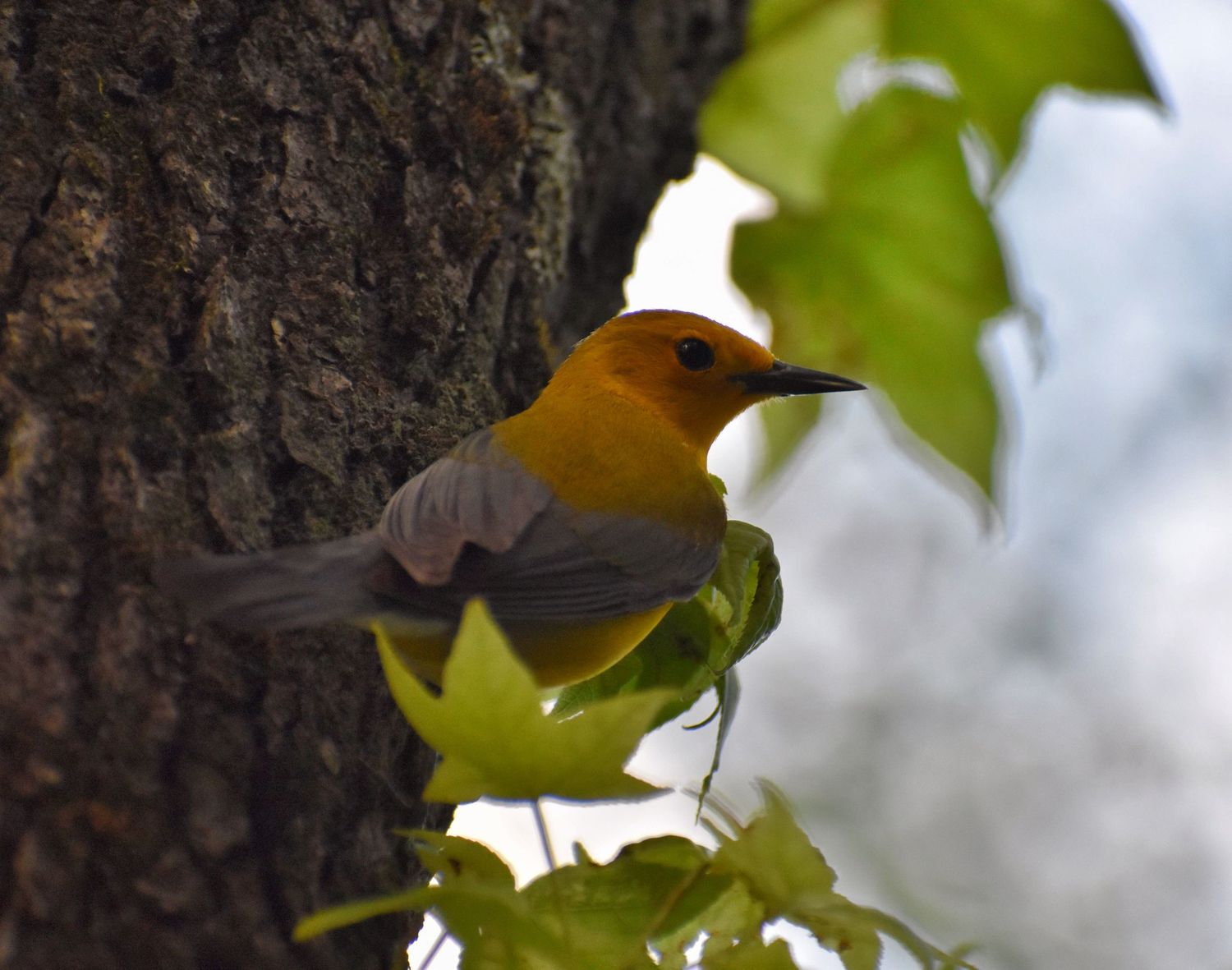 An orange and yellow Prothonotary Warbler peeks from behind a tree trunk surrounded by green ivy leaves.