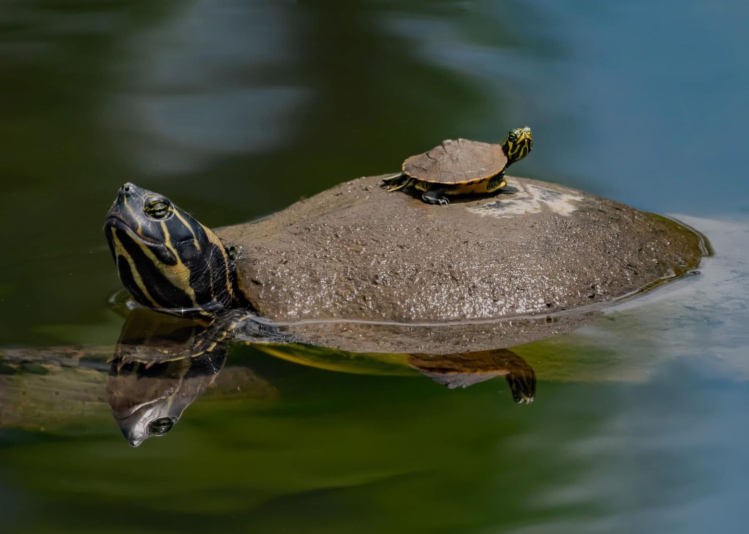 Two painted turtles basking on a rock in green water, one large and one small stacked together.
