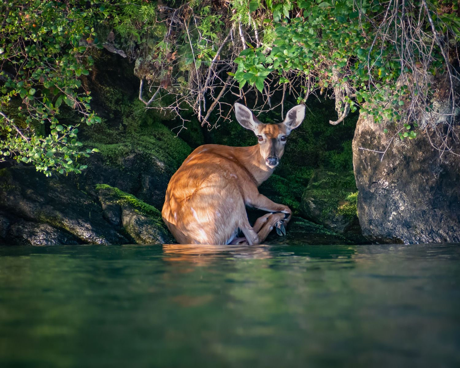 A white-tailed deer resting in shallow green water beneath rocky overhanging tree branches.