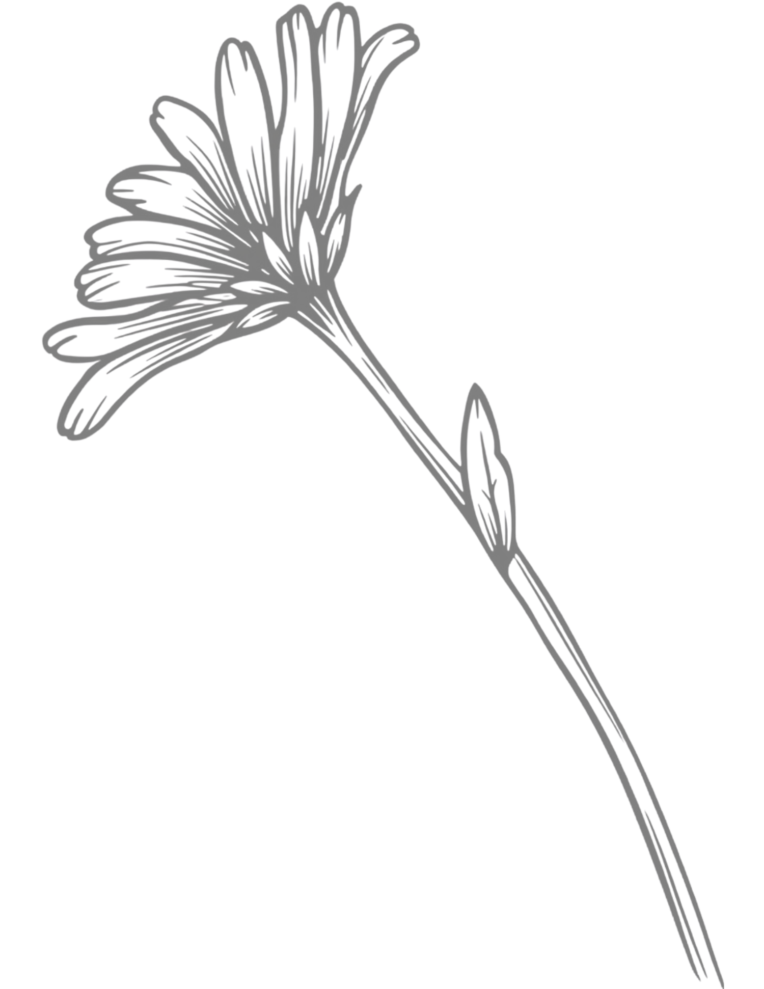 A delicate pencil sketch of a daisy flower with long petals on a slender stem with a small bud.