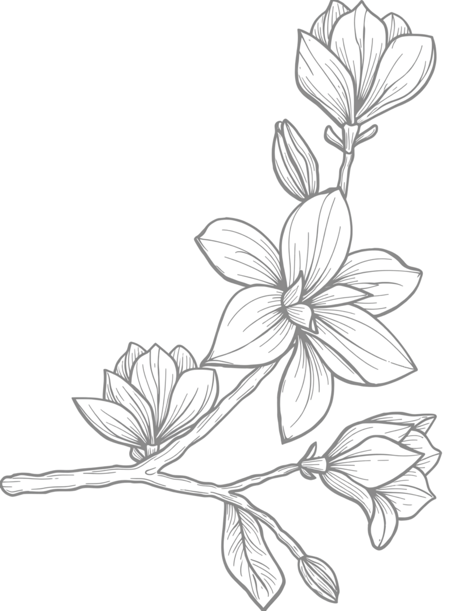 Detailed pencil sketch of magnolia branch with blooming flowers and buds in elegant gray line art style.