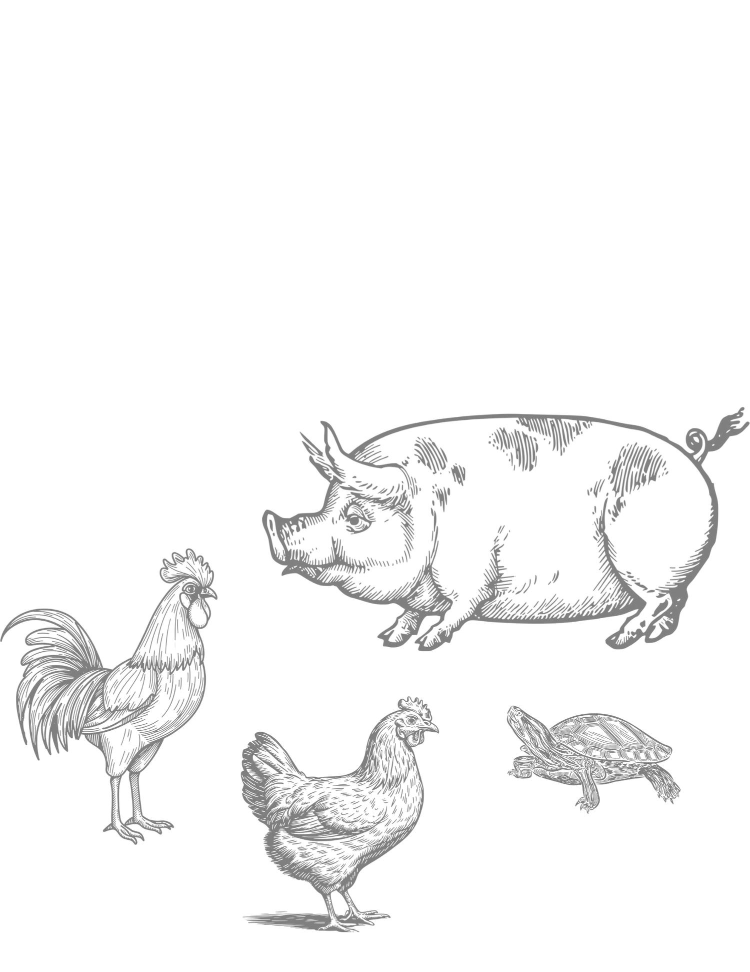 Detailed pencil sketch illustrations of farm animals including a pig, rooster, hen, and turtle on white background.