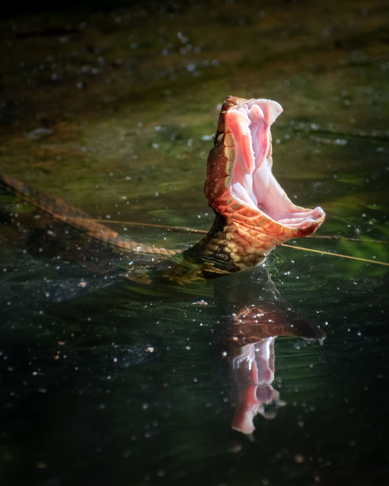 A snake opens its jaws wide above water, revealing a pink mouth with its reflection below.