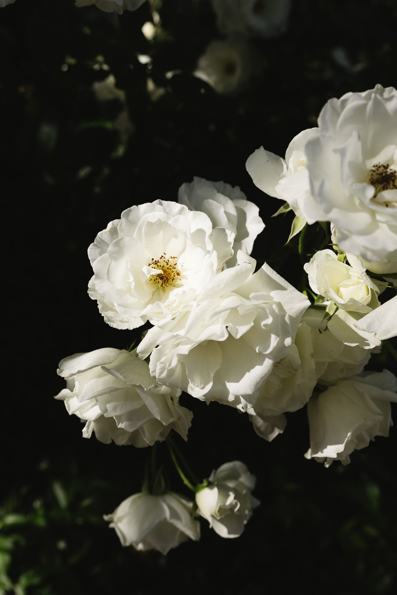Cluster of white roses in full bloom with golden centers, set against a dark green garden background in natural sunlight.
