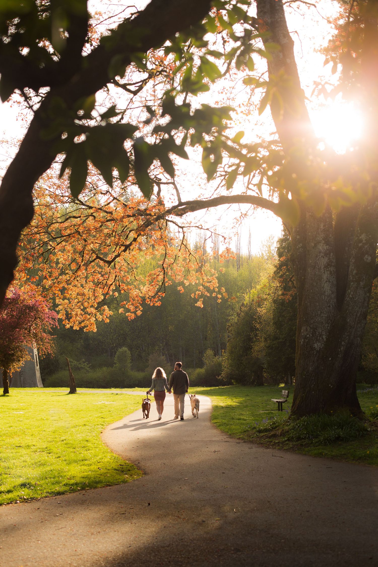 Silhouetted figures walking dogs on park path during sunset with autumn trees overhead.