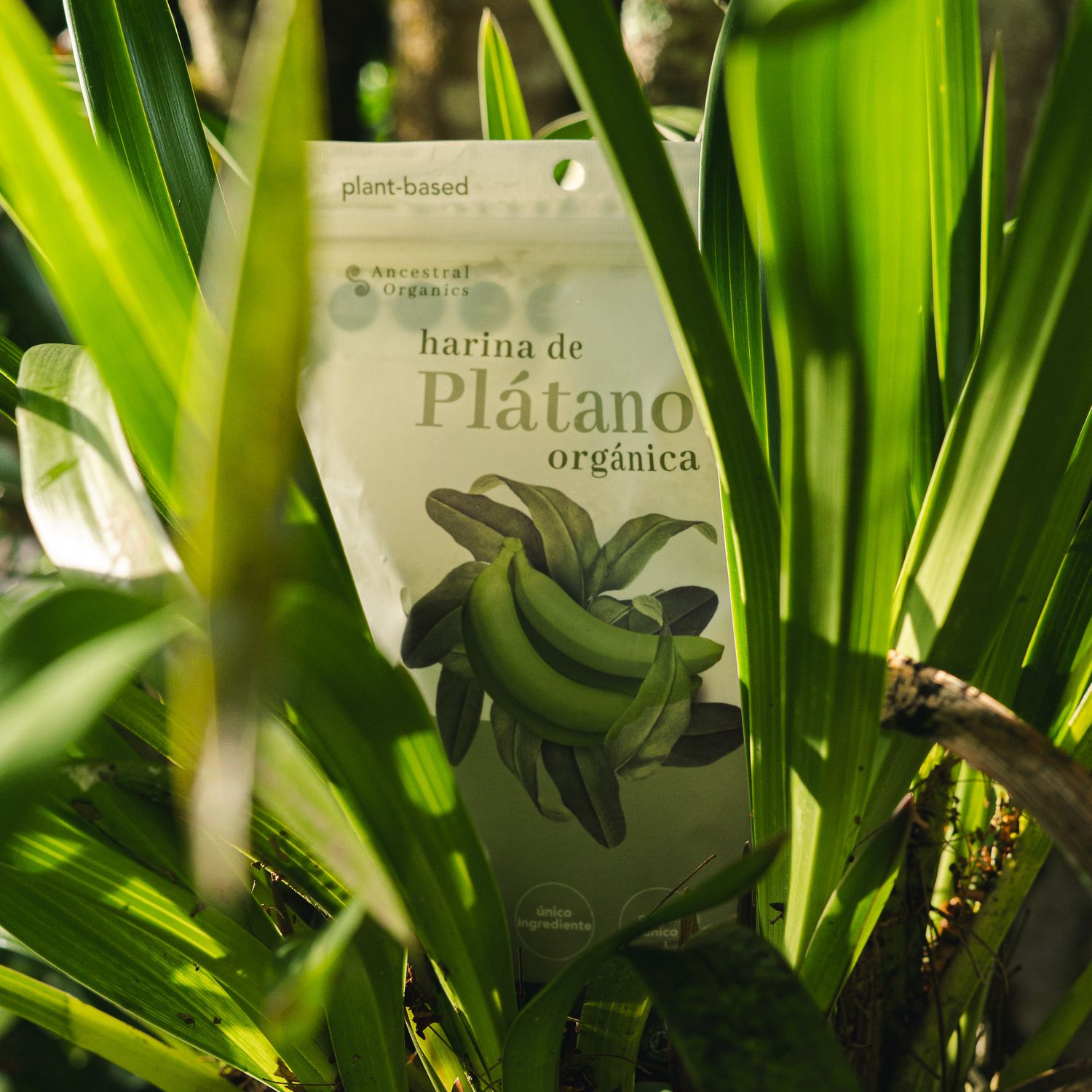 Fresh green banana plants with organic text visible in natural lighting.