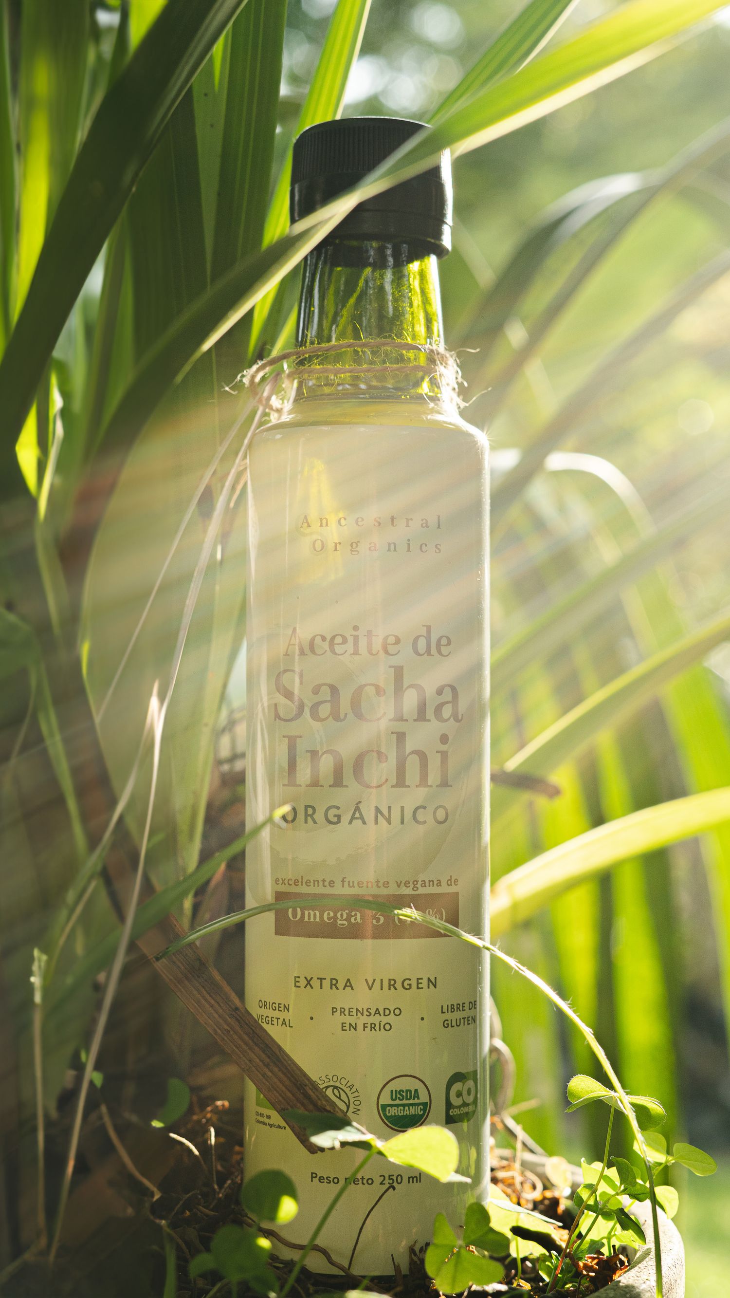 Sunlit bottle of organic Sacha Inchi extra virgin oil nestled among green leaves.