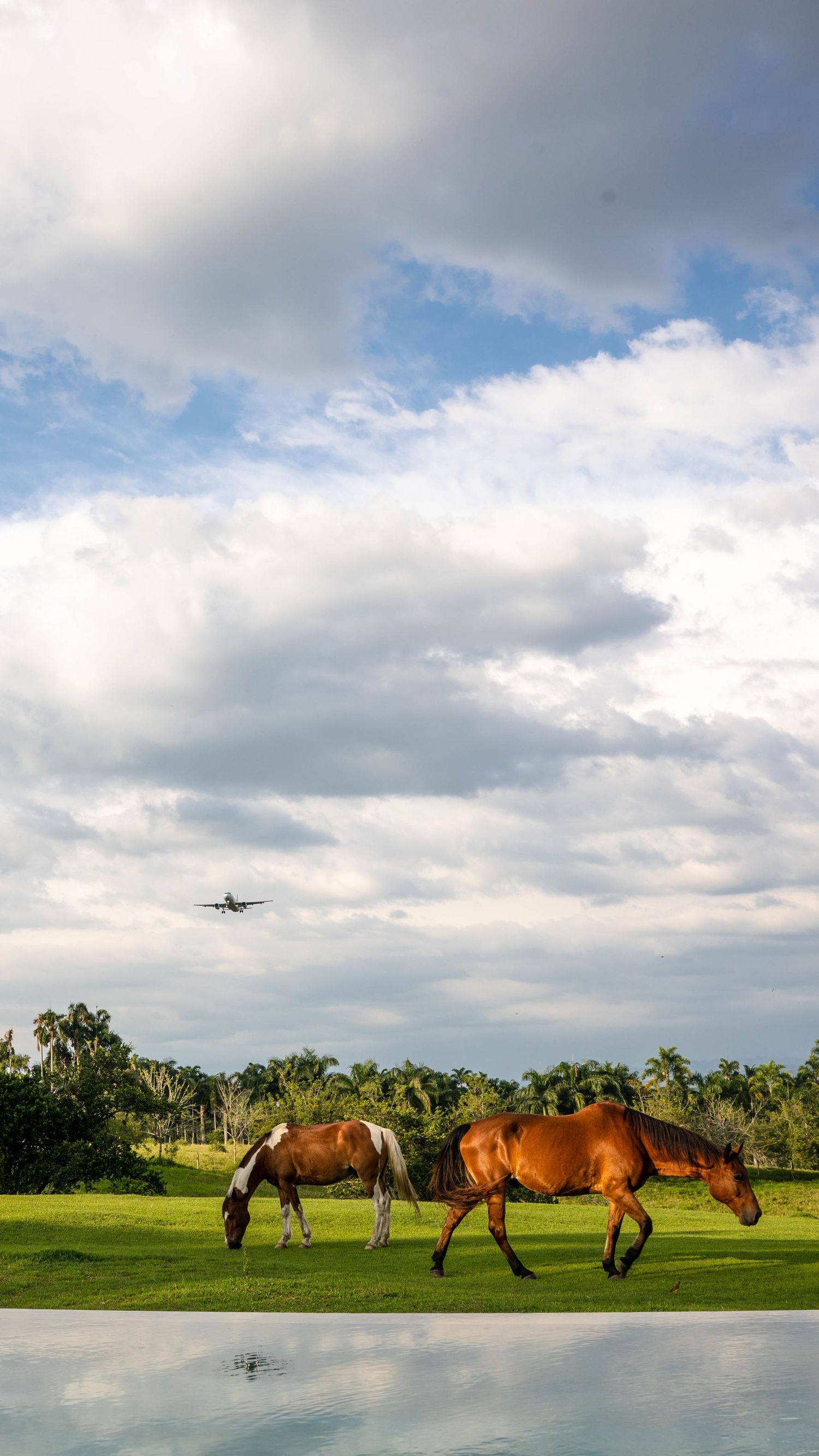 Two horses grazing on grassy field with airplane silhouette in cloudy sky.