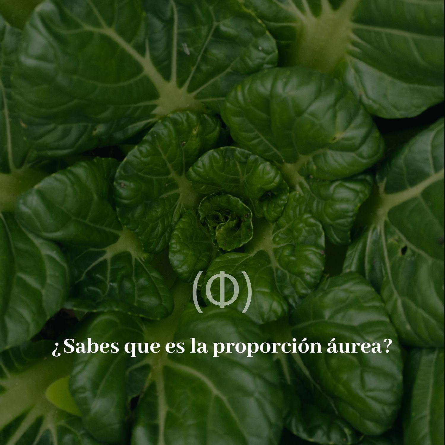 Green plant leaves arranged in spiral pattern with golden ratio symbol and Spanish text.