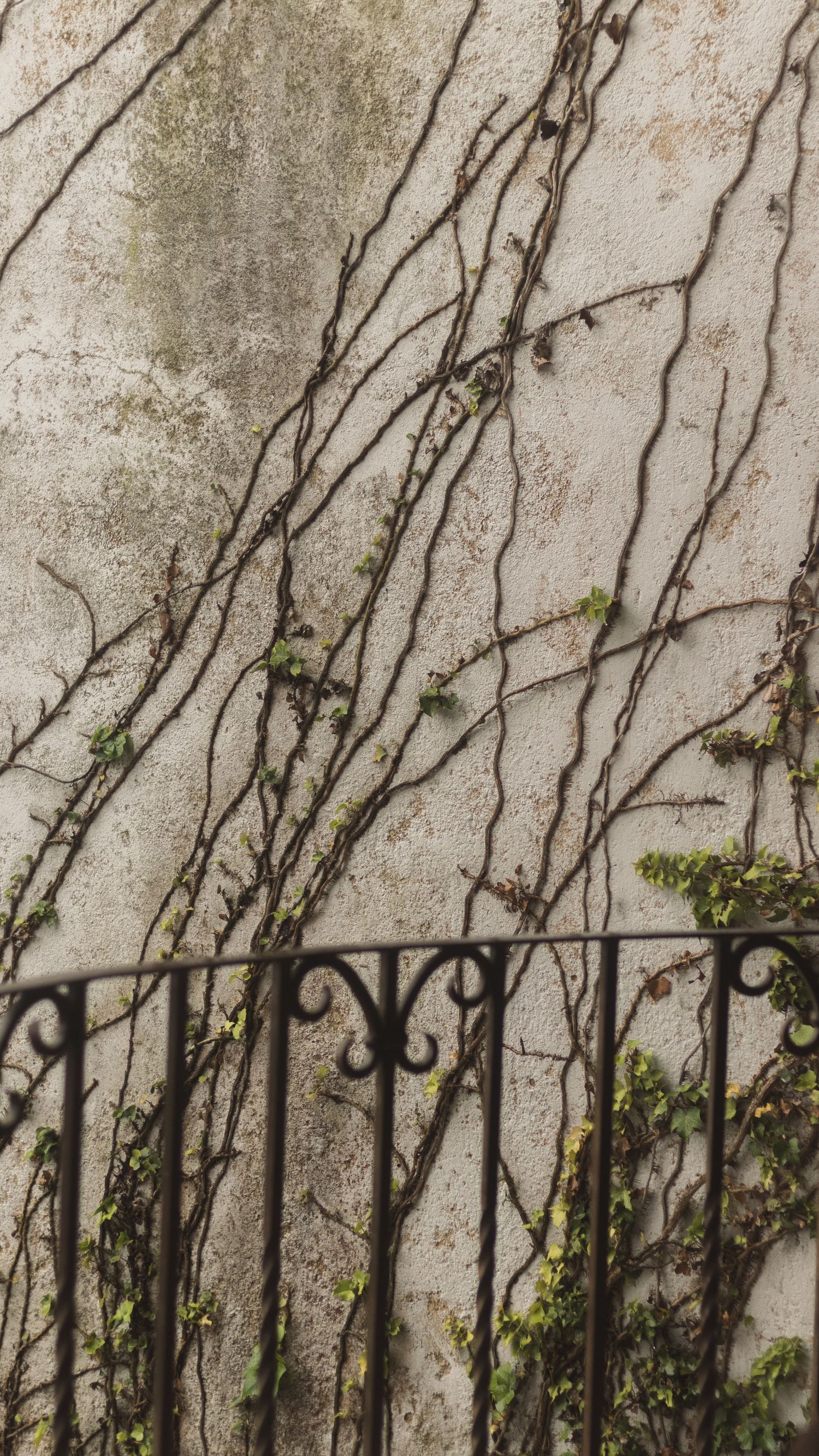 Climbing vines and wrought iron railing against weathered stone wall create organic pattern.